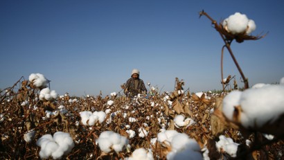A farmer picks cotton on a farm on the outskirts of Hami, Xinjiang
