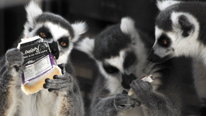 Lemurs examine an old carboard box.