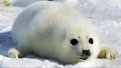 A harp seal pup lies on an ice floe in the Gulf of St. Lawrence, Canada March 2, 2006. [Singer Paul McCartney and his wife, Heather, arrived for a visit to the ice floes in the east coast of Canada to protest the killing of harp seal pups.] The annual Canadian seal hunt is scheduled to begin later in the month.