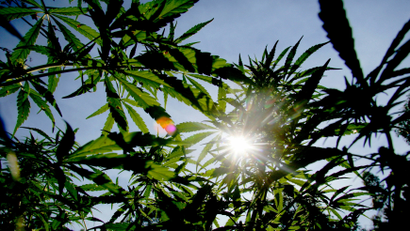 The sun shines though the distinctively shaped leaves of marijuana plants during police raid in the remote northern Hhohho region in Swaziland,