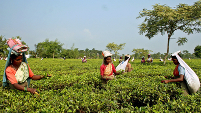 Tea pickers in India