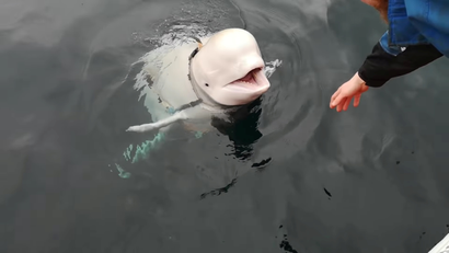 A Beluga whale wearing a Go Pro harness is seen in Norwegian waters