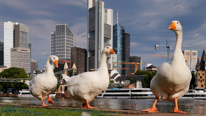 Three big white geese stand on a way near the river Main in Frankfurt, Germany, Tuesday, Aug. 1, 2017.