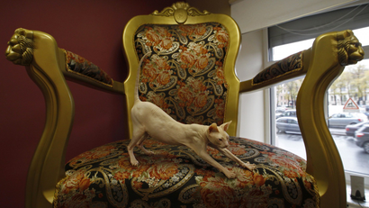 Dyushes, a Don Sphynx cat, stretches on an armchair, Russia.