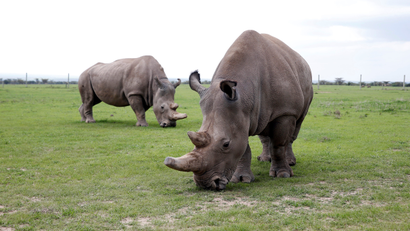 Najin (front) and her daughter Fatu, the last two northern white rhino females, graze in their enclosure at the Ol Pejeta Conservancy in Laikipia National Park, Kenya March 20, 2018.