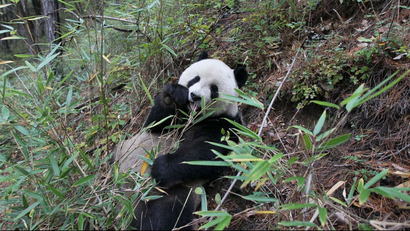 A panda eating in his natural habitat.