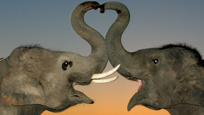 elephants love trunk heart