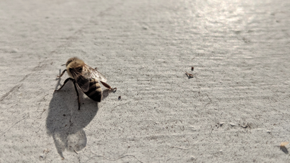 Photo of a lone honeybee crawling to the left.