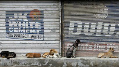 India-dogs-migration