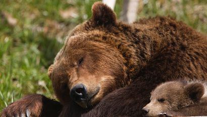 Brown bear sleeping with cub
