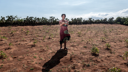 Drought has ravaged farms across southern Madagascar, like this cassava plantation