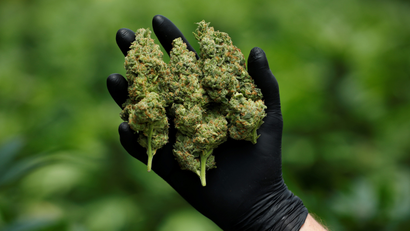 a gloved hand holds cannabis flowers in a close-up photo