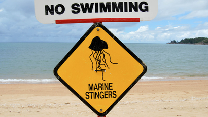 irukandji horsehead bay queensland xiaozhuli jellyfish venom venomous tourism australia