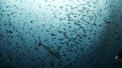 Deep Sea-Fishing-India-Tuna