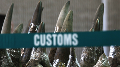 Part of a shipment of 33 rhino horns seized by Hong Kong Customs and Excise Department is displayed during a news conference in Hong Kong November 15, 2011. Hong Kong Customs seized on Tuesday a total of 33 rhino horns, 758 ivory chopsticks and 127 ivory bracelets, worth about HK$17.4 million ($2.23 million), inside a container shipped from Cape Town, South Africa, according the a customs press release. REUTERS/Bobby Yip