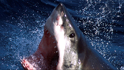 An undated photo - of a Great White shark which can now be repelled by a electronic shark shield. An Australian firm unveiled on March 27, 2002 an electronic shark repellant unit which when attached to swimmers legs, emits an electronic field to