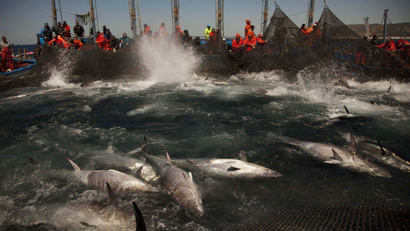In this April 27, 2011 file photo, Atlantic bluefin tuna are surrounded by fishing nets during the opening of the season for tuna fishing off the coast of Barbate, Cadiz province, southern Spain. A scientific study on Tuesday, Oct. 18, 2011 said over twice as much of the rare eastern Atlantic bluefin tuna in the Mediterranean is traded than catch quotas allow for, further threatening the survival of the dinnertime favorite at sushi bars across the globe.