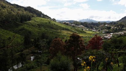 A photograph of hillside tea farms in Sri Lanka on a partly cloudy day.