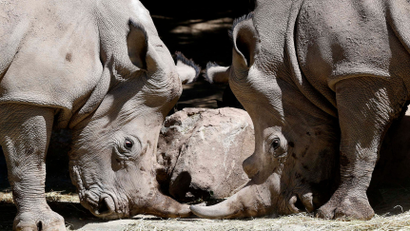 Oliver and Hanna, one-and-a-half year-old white rhinoceros, are pictured at a zoo in Santiago, October 4, 2013. The rhinos were brought from South Africa and will be displayed to the public from Saturday. REUTERS/Ivan Alvarado (CHILE - Tags: ANIMALS) - GM1E9A5088101