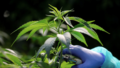 Employee tends to medical cannabis plants at Pharmocann, an Israeli medical cannabis company in northern Israel