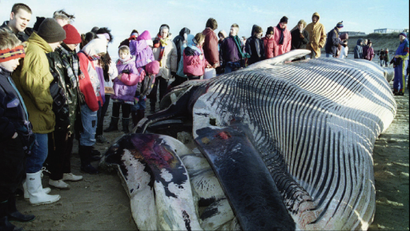 dead blue whale