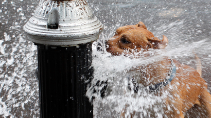 A pit bull terrier drinks from a hydrant.