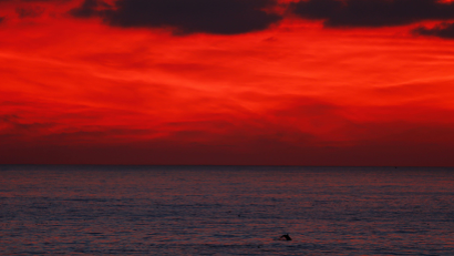 A dolphin jumps from the water off the coast of Leucadia, California after sun set December 13, 2013. REUTERS/Mike Blake