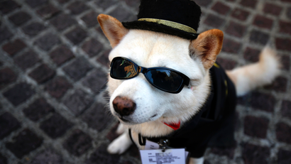 A dog wearing sunglasses and a hat