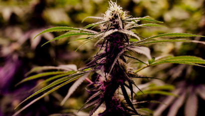 Cannabis plant.
