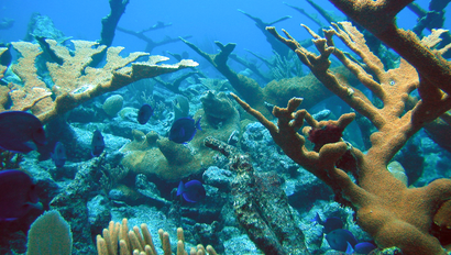 Coral reef in St. Croix, US Virgin Islands.