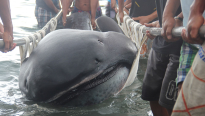 Fishermen use a stretcher with steels bars to carry a rare 15-foot (4.5-m) megamouth shark (Megachasma Pelagios), which was trapped in a fishermen's net in Burias Pass in Albay and Masbate provinces, central Philippines January 28, 2015. A megamouth shark can reach to a maximum length of 17 feet (5.2 metres) with a life span of 100 years. It resides in deep waters but rises towards the surface at night to feed or eat plankton. The Bureau of Fisheries and Aquatic Resources in Albay province will investigate to determine the cause of the shark's death. REUTERS/Rhaydz Barcia