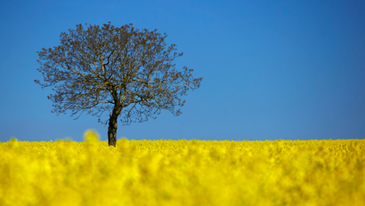 A tree is pictured in a blooming rapeseed field on a spring morning in Vufflens-la-Ville near Lausanne April 23, 2015.