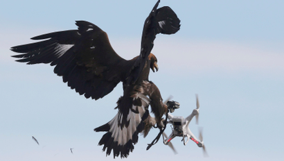 A golden eagle grabs a flying drone during a military training exercise at Mont-de-Marsan French Air Force base