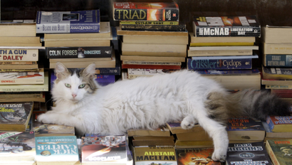 cat literary fiction