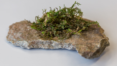 Liverwort growing on a rock.