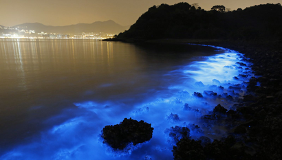 This Thursday, Jan. 22, 2015 photo made with a long exposure shows the glow from a Noctiluca scintillans algal bloom along the seashore in Hong Kong. The luminescence, also called Sea Sparkle, is triggered by farm pollution that can be devastating to marine life and local fisheries, according to University of Georgia oceanographer Samantha Joye. Noctiluca itself does not produce neurotoxins like other similar organisms do. But its role as both prey and predator tends can eventually magnify the accumulation of toxins in the food chain, according to R. Eugene Turner at Louisiana State University. (AP Photo/Kin Cheung