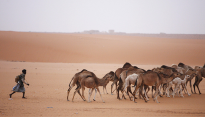 A Mauritanian man herds camels near the ancient desert town of Changuetti, 500 km (300 miles) northeast of the capital Nouakchott in this March 10, 2007 picture. Herding camels or goats out in the sun-blasted dunes of the Sahara, or serving hot mint tea to guests in the richly carpeted villas of Nouakchott, Mauritanian slaves serve their masters and are passed on as family chattels from generation to generation. Picture taken March 10, 2007. To match feature SLAVERY-MAURITANIA/