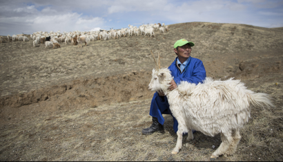 Mongolian herder
