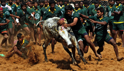 India-bulls-taming-jallikattu