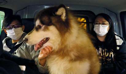 A Siberian husky rides in a car