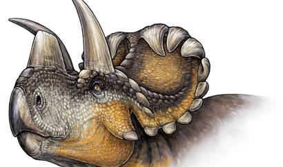 An artist rendering of the new Wendiceratops pinhornensis