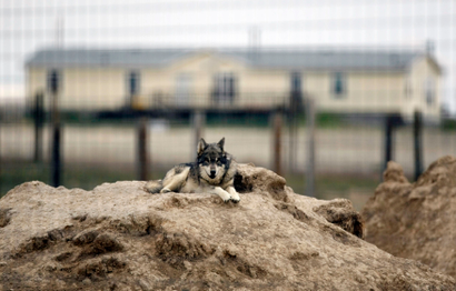 A rescued Eastern Grey Wolf rests near a private home at The Wild Animal Sanctuary on the prairie near Keenesburg, Colorado May 22, 2012.
