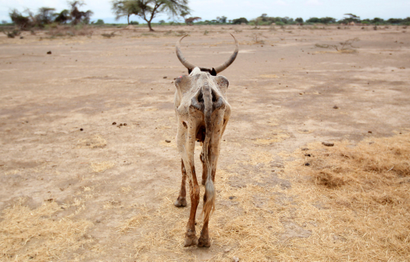 An emaciated cow walks in an open field in Gelcha village, one of the drought stricken areas of Oromia region, in Ethiopia.