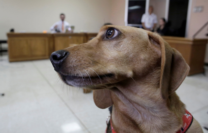 A dog called Campeon (Champion) attends the trial of its former owner in Costa Rica's first trial against an alleged animal abuser, in Atenas, Costa Rica, July 26, 2019.