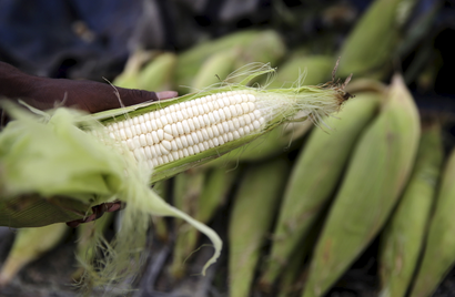 South Africa’s record maize crop struggles to find export market as Africa rejects GMO crops