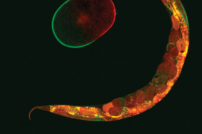 A C. elegans adult and a polarized embryo