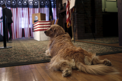 Sophie, a golden retriever, lies on the floor near the ballot box before voting begins for the U.S. presidential primary election inside Hale House at the Balsams Hotel in Dixville Notch, New Hampshire, February 8, 2016. Since 1960 residents of Dixville New Hampshire cast the first election day ballots of the U.S. presidential election moments after midnight.