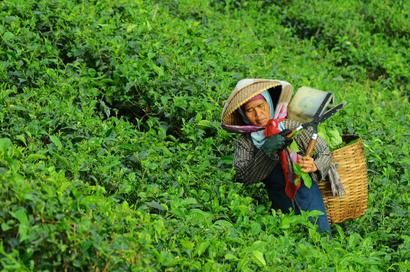 Woman harvesting tea