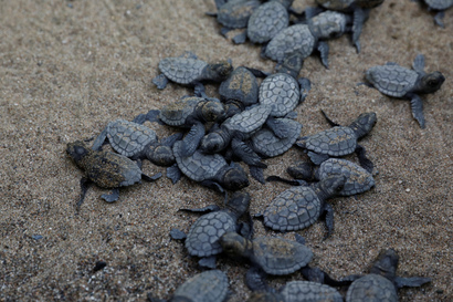 Baby sea turtles.