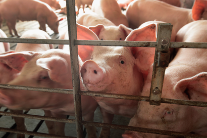 Pigs at an Illinois farm.